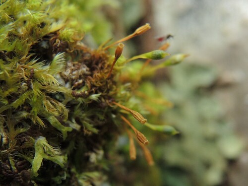 Ulota (alternate view 5)