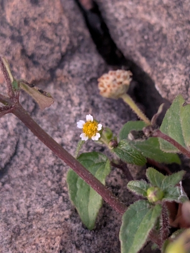 Galinsoga (galinsogas) (alternate view 5)
