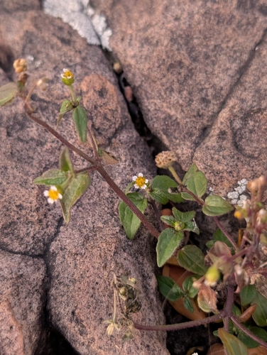 Galinsoga (galinsogas) (alternate view 6)