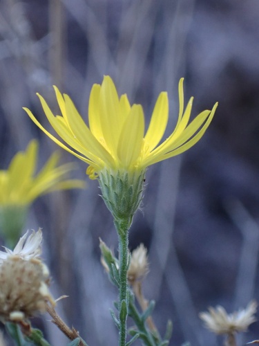 Xanthisma spinulosum (Spiny Goldenweed) (alternate view 5)