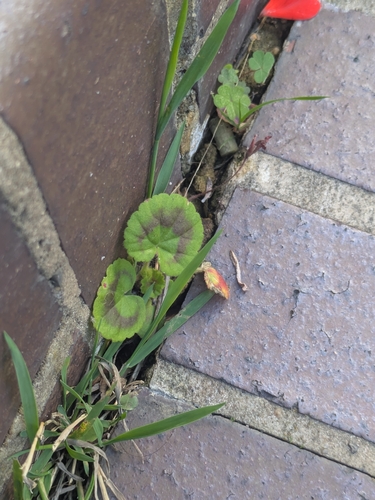 Pelargonium × hybridum (garden geranium) (alternate view 6)