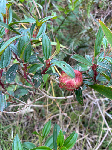 Pleroma (glory bushes and allies) (alternate view 5)