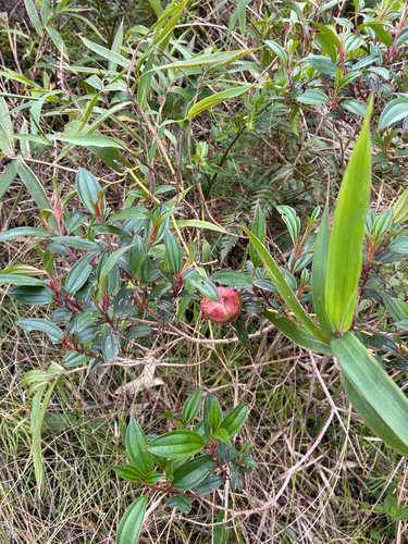 Pleroma (glory bushes and allies) (alternate view 6)