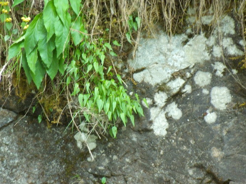 Campanula carpatica (bellflower) (alternate view 3)