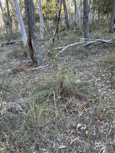 Rytidosperma pallidum (red-anther wallaby grass) (alternate view 2)