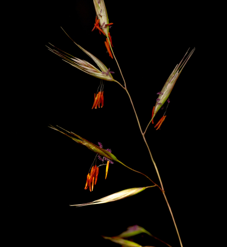 Rytidosperma pallidum (red-anther wallaby grass)
