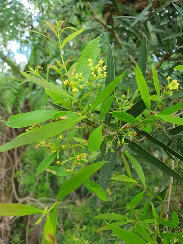 Notelaea microcarpa (small-fruited mock olive)