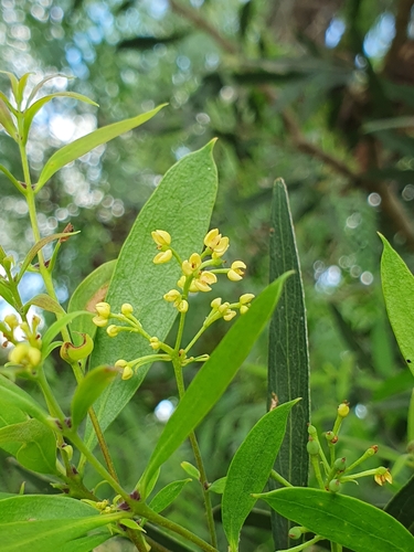 Notelaea microcarpa (small-fruited mock olive) (alternate view 2)
