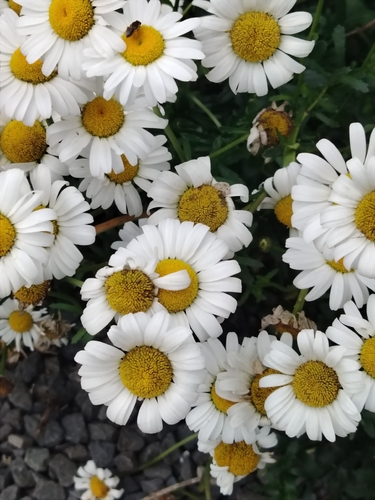 Leucanthemum x superbum (Shasta daisy)
