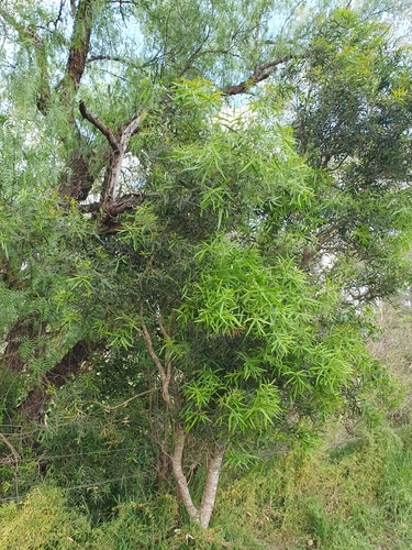 Notelaea microcarpa (small-fruited mock olive) (alternate view 3)