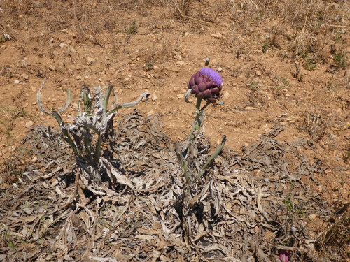 Cynara cardunculus (artichoke, cardoon) (alternate view 3)
