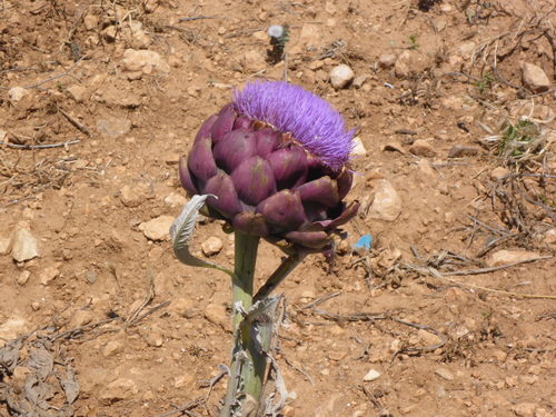 Cynara cardunculus (artichoke, cardoon) (alternate view 2)