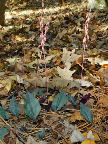 Tipularia discolor (crane-fly orchid)