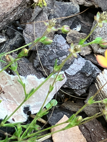 Sagina (pearlworts) (alternate view 9)