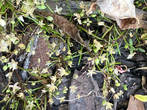 Sagina (pearlworts) (alternate view 8)