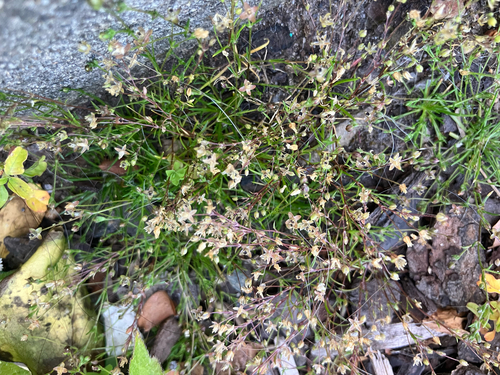 Sagina (pearlworts) (alternate view 7)