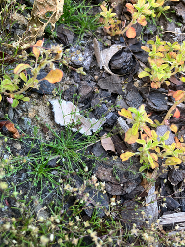 Sagina (pearlworts) (alternate view 10)