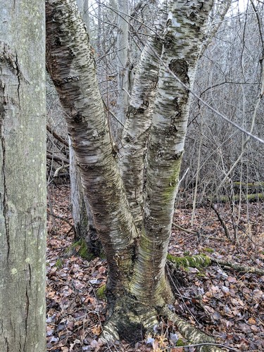 Betula (birches) (alternate view 4)
