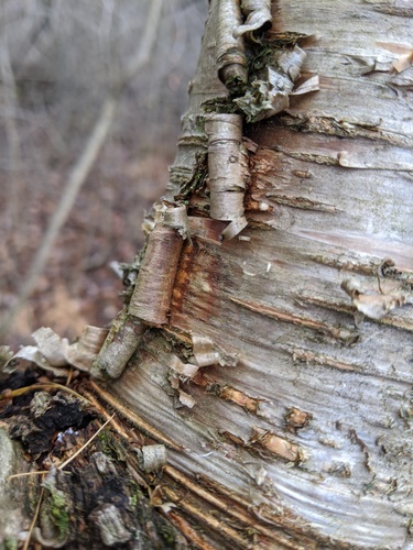 Betula (birches) (alternate view 5)