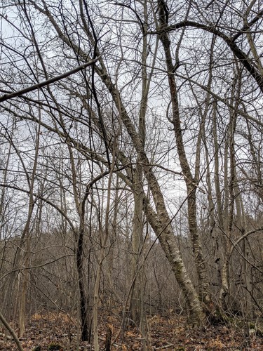 Betula (birches) (alternate view 6)
