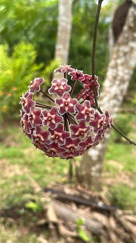 Hoya pubicalyx (Wax Plant)