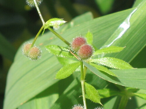 Galium aparine (cleavers (native)) (alternate view 4)