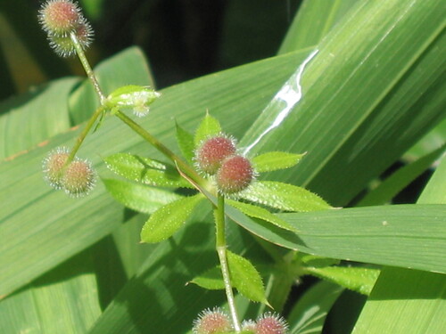 Galium aparine (cleavers (native)) (alternate view 5)