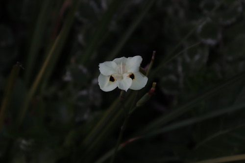 Dietes bicolor (Yellow Fortnight Lily) (alternate view 10)