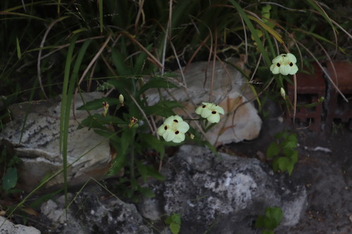 Dietes bicolor (Yellow Fortnight Lily) (alternate view 12)
