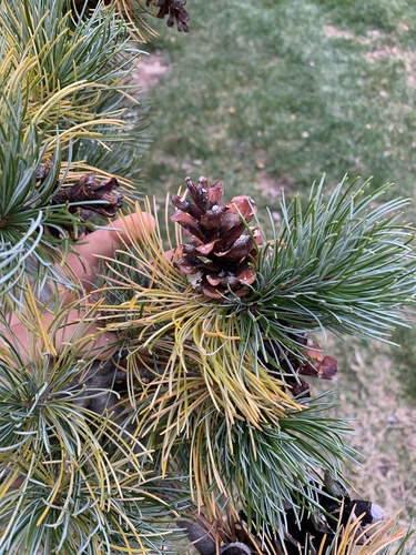 Pinus parviflora (Japanese White Pine) (alternate view 5)