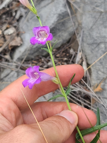 Penstemon (beardtongues) (alternate view 3)