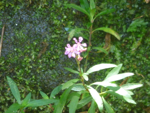 Cuphea (Cigar Plants and Allies) (alternate view 8)