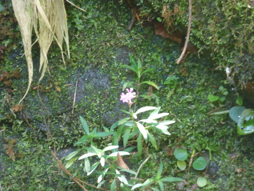 Cuphea (Cigar Plants and Allies) (alternate view 9)