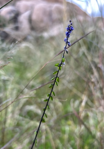 Monnina (alternate view 7)