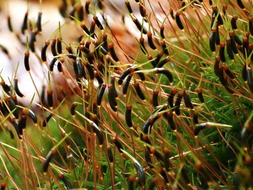 Atrichum undulatum (Catherine's moss)