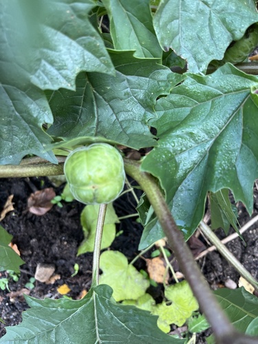 Datura stramonium (jimsonweed)