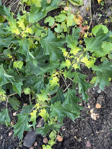 Datura stramonium (jimsonweed)