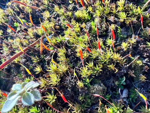 Atrichum angustatum (lesser smoothcap) (alternate view 5)