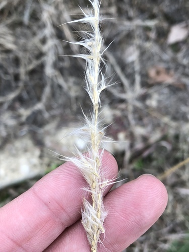 Bothriochloa torreyana (silver bluestem)
