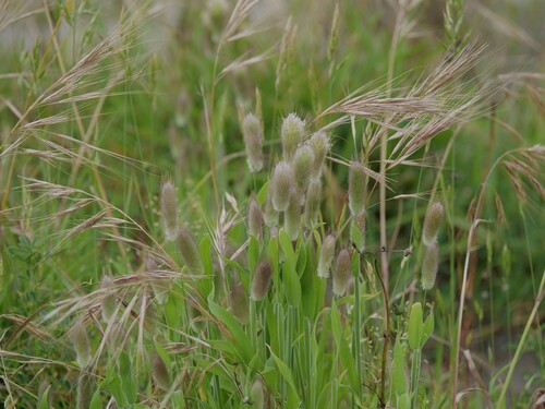 Bromus diandrus (great brome) (alternate view 9)