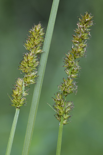 Carex vulpina (fox sedge)