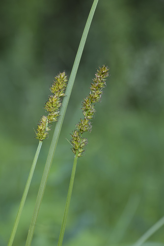 Carex vulpina (fox sedge) (alternate view 2)