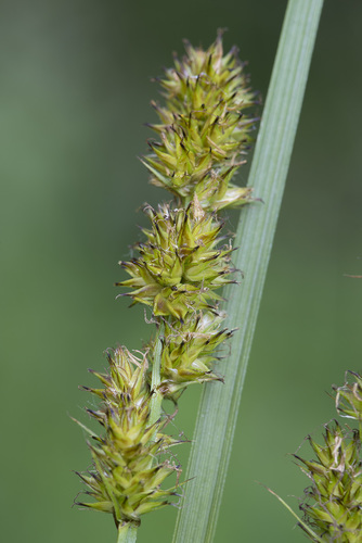 Carex vulpina (fox sedge) (alternate view 3)