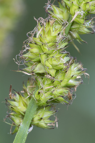 Carex vulpina (fox sedge) (alternate view 4)