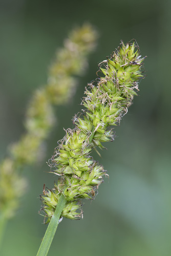 Carex vulpina (fox sedge) (alternate view 5)