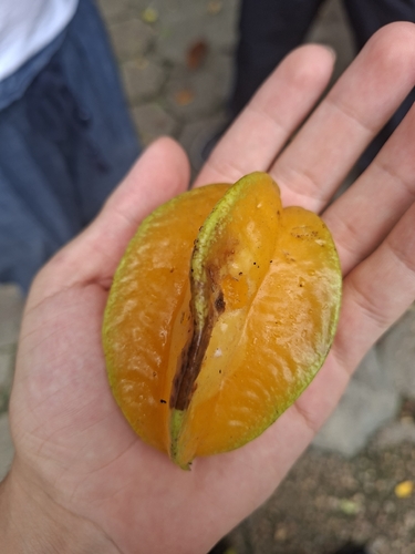 Averrhoa carambola (Star Fruit Carambola) (alternate view 5)