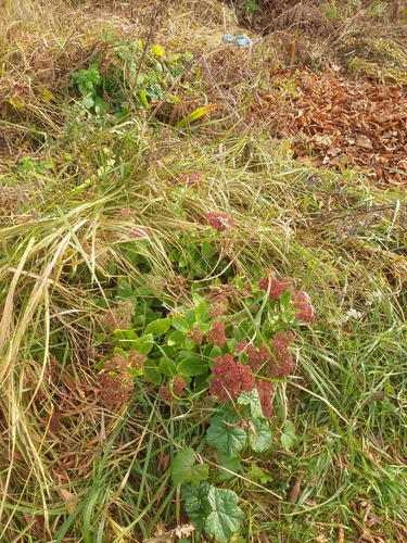Hylotelephium × mottramianum (Autumn Joy)