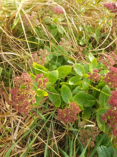Hylotelephium × mottramianum (Autumn Joy) (alternate view 2)