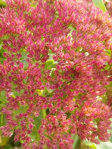 Hylotelephium × mottramianum (Autumn Joy) (alternate view 3)