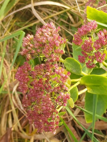 Hylotelephium × mottramianum (Autumn Joy) (alternate view 4)